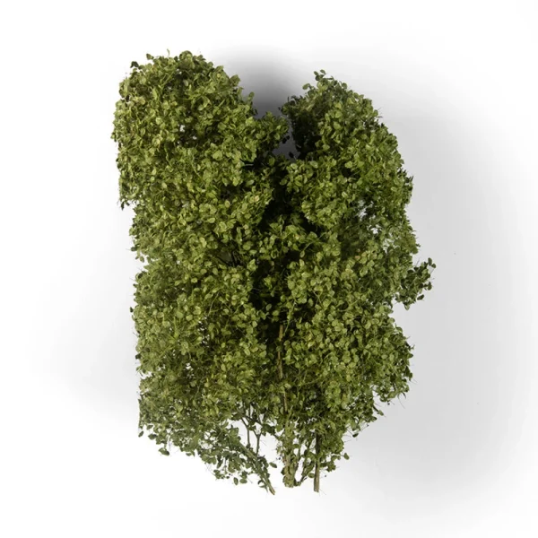 5568331099-1 AK Interactive - SUMMER FILIGREE BUSHES - AK8237