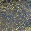 6564920904-1 AK Interactive - STILL WATER - 250ml (Acrylic) - AK8008