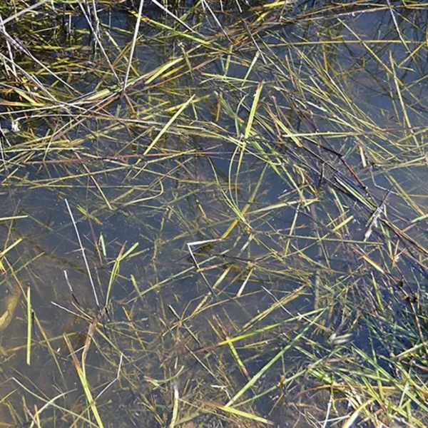 6564920904-1 AK Interactive - STILL WATER - 250ml (Acrylic) - AK8008